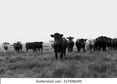Saskatchewan cattle in the fields.