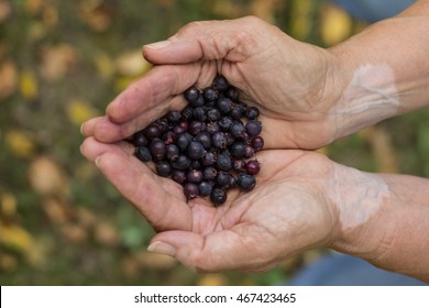 Saskatoon Berries