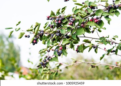 Saskatoon Berries With Green Leaves In The Summer Garden