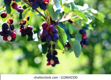 Saskatoon Berries On A Branch