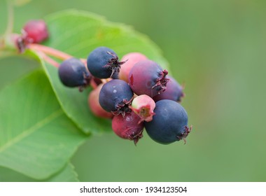 Saskatoon Berries Ripening In Early Summer.