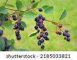 Saskatoon berry or Amelanhier , a genus of plants of the family Pink, Rosaceae, deciduous shrub. Berry brush on a background of leaves .