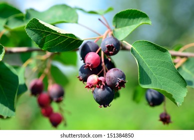 Saskatoon Berry Delicious On Deciduous Shrub