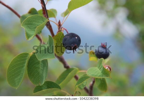 Saskatoon Berry June Berry Amelanchier Alnifolia Stock Photo Edit Now