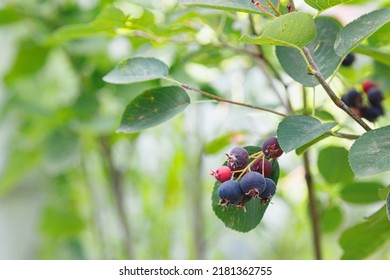 Saskatoon Pacific Serviceberry Ripening Fruits, Green And Purple Serviceberries