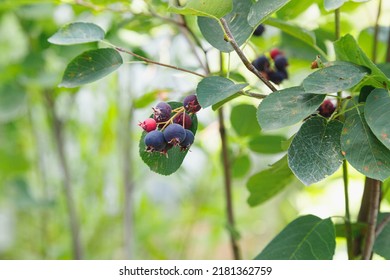 Saskatoon Pacific Serviceberry Ripening Fruits, Green And Purple Serviceberries