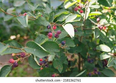 Saskatoon Pacific Serviceberry Ripening Fruits, Green And Purple Serviceberries