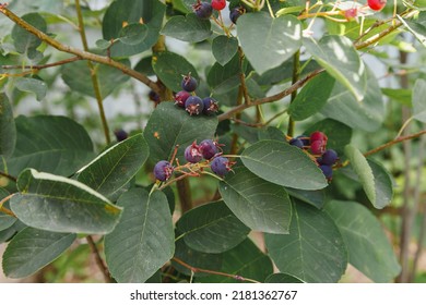 Saskatoon Pacific Serviceberry Ripening Fruits, Green And Purple Serviceberries