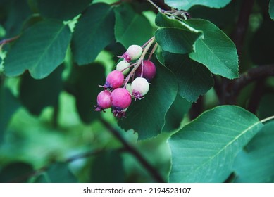 Saskatoon Serviceberry Fruit, Amelanchier Alnifolia Or Shadberry Ripening In The Garden