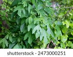 Sassafras albidum (white sassafras, red sassafras, or silky sassafras) native plant of North America