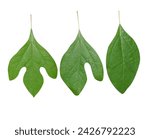 sassafras plants or deciduous leaves have been used for culinary, medicinal and aromatic purposes.