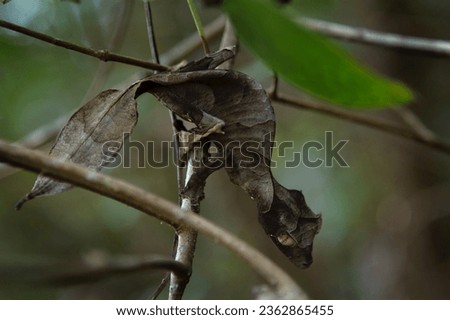 Satanic leaf tailed gecko on the ground in Madagascar. Uroplatus phantasticus is hiding on the leaves. Gecko who look like leaves. 