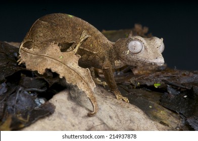 Satanic Leaf Tailed Gecko / Uroplatus Phantasticus