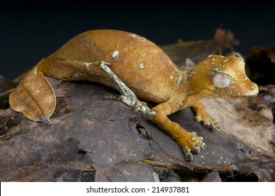 Satanic Leaf Tailed Gecko / Uroplatus Phantasticus