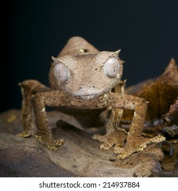 Satanic Leaf Tailed Gecko / Uroplatus Phantasticus