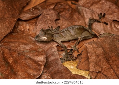 Satanic leaf-tailed gecko, Uroplatus phantasticus, lizard from Ranomafana National Park, Madagascar. Leaf look gecko in the nature habitat, night photo in green vegetation. Widlife Madagascar, dragon. - Powered by Shutterstock