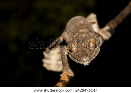 Satanic leaf-tailed gecko, Uroplatus phantasticus, lizard from Ranomafana National Park, Madagascar. Leaf look gecko in the nature habitat, night photo in green vegetation. Widlife Madagascar, dragon.