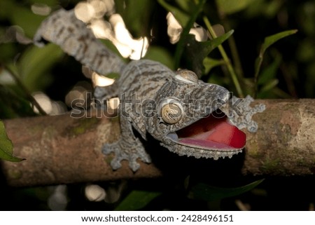 Satanic leaf-tailed gecko, Uroplatus phantasticus, lizard from Ranomafana National Park, Madagascar. Leaf look gecko in the nature habitat, night photo in green vegetation. Widlife Madagascar, dragon.