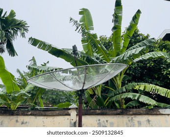 A satellite dish stands prominently surrounded by lush tropical banana leaves, set against a clear sky, blending technology with nature. - Powered by Shutterstock