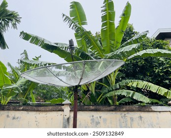 A satellite dish stands prominently surrounded by lush tropical banana leaves, set against a clear sky, blending technology with nature. - Powered by Shutterstock