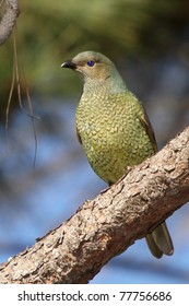 Satin Bower Bird Female