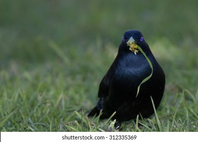 Satin Bower Bird Male