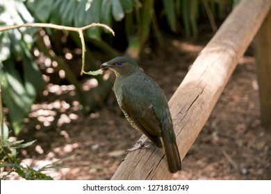 The Satin Bower Bird Is Perched On A Rail