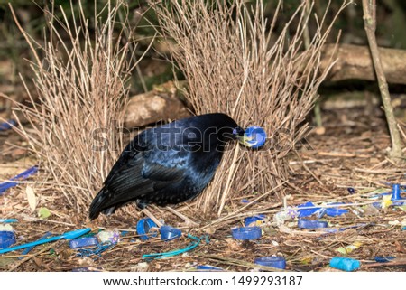 Satin Bowerbird in courtship display by it's Bower
