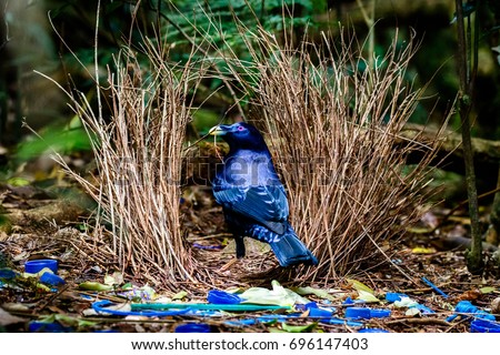Satin Bowerbird sitting at his bower with collected blue objects