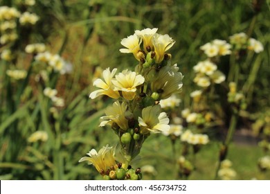 "Satin flower" flowers (or Pale yellow-eyed-grass, Pigroot, Rush Lily) in St. Gallen, Switzerland. Its Latin name is Sisyrinchium Striatum (Syn Phaiophelps Nigricans), native to Argentina and Chile.