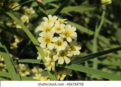 "Satin flower" flowers (or Pale yellow-eyed-grass, Pigroot, Rush Lily) in St. Gallen, Switzerland. Its Latin name is Sisyrinchium Striatum (Syn Phaiophelps Nigricans), native to Argentina and Chile.