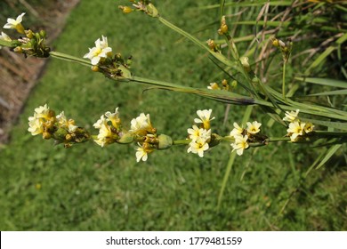 "Satin flower" (or Pale yellow-eyed-grass, Pigroot, Rush Lily) in St. Gallen, Switzerland. Its Latin name is Sisyrinchium Striatum (Syn Phaiophelps Nigricans), native to Argentina and Chile.