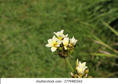 "Satin flower" (or Pale yellow-eyed-grass, Pigroot, Rush Lily) in St. Gallen, Switzerland. Its Latin name is Sisyrinchium Striatum (Syn Phaiophelps Nigricans), native to Argentina and Chile.