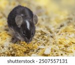 satin mouse, colored mouse sits on straw and eats food. A pet, a small rodent, a pest on farms and residential buildings