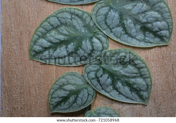 Satin Pothos Silk Pothos Silver Philodendron Stock Photo Edit Now 721058968