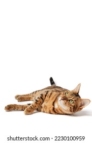 Satisfied Bengal cat lies on a white background. Domestic cat in isolation. Cat for food advertising. Playful pet close-up.