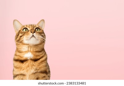 A satisfied Bengal cat looks up against the background of a colored wall. Copy space. - Powered by Shutterstock