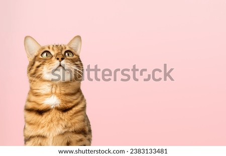 A satisfied Bengal cat looks up against the background of a colored wall. Copy space.