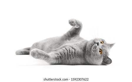Satisfied British cat lies on a white background with a raised paw. Cat bastard on isolation. A cat for advertising feed. Playful pet close up.
