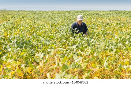 Satisfied Farmer Checking Soybean Field