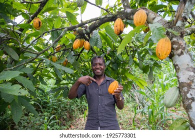A Satisfied Farmer On His Cocoa Plantation.