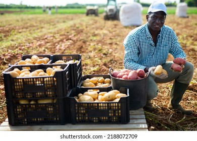 Satisfied farmer posing with harvested potatoes in the field - Powered by Shutterstock