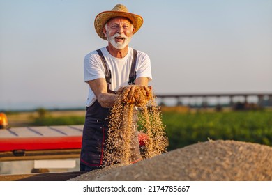 Satisfied older in 70s farmer standing on trailer in field and checking harvested wheat grains after harvest. - Shutterstock ID 2174785667