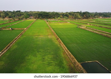 Satkhira, Bangladesh - January 22, 2021: Aerial View of the green paddy field at Assasuni in Satkhira, Bangladesh on  January 22, 2021. - Shutterstock ID 1906866937