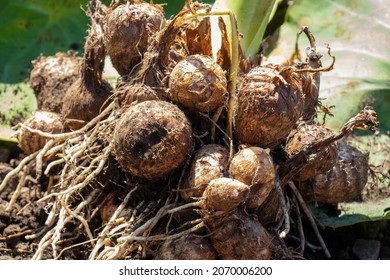 Satoimo Taro Roots Starchy Root Crop Stock Photo 2070006200 | Shutterstock