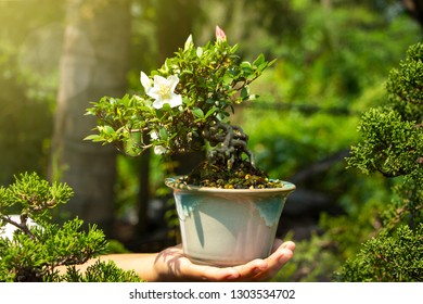 Satsuki Azalea Bonsai In Hand