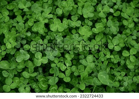 Saturated green clover lawn (trefoil top view). Natural floral texture containing the pattern of green leaves on the flowerbed. Background image in green color.