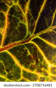Saturated, vertical texture featuring the vibrant, illuminated pathways of plant life. A dynamic background for themes of connectivity, health, and organic power.