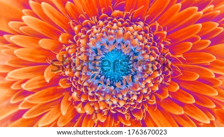Saturation luminosity color. Gerbera flower closeup horizontal background. 