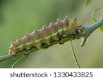 Saturnia pyri butterfly caterpillar